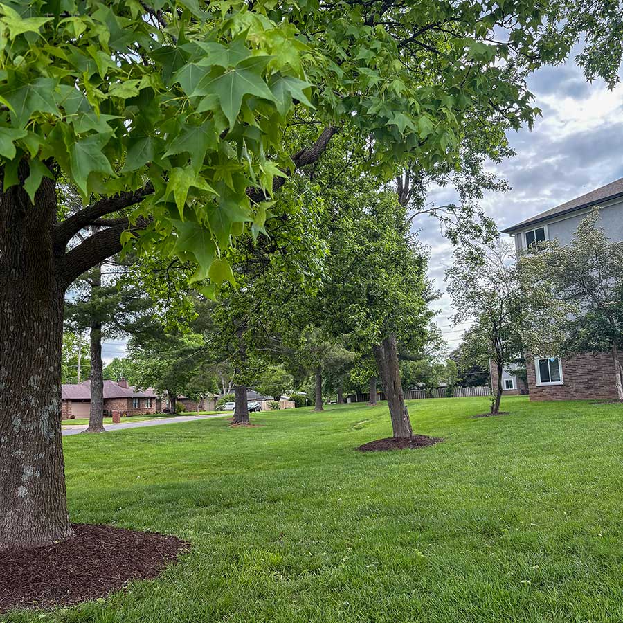 The green grass and trees of the landscaped lawn at The Cambridge Senior Living.